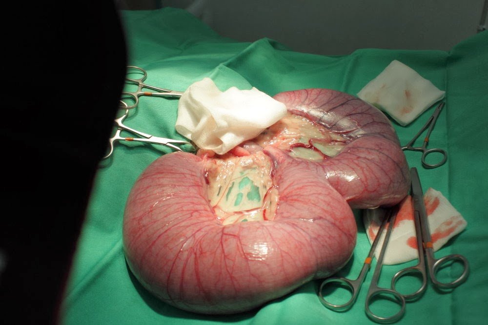 子宫蓄脓 因为狗狗不结扎造成的严重后果